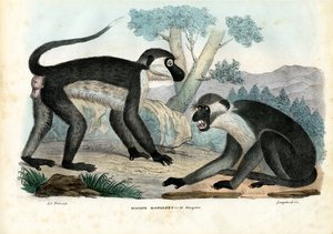 Mangabey, 1863-79 de Raimundo Petraroja